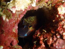 This little guy would not come out.  Sony Cybershot. by John Hill 